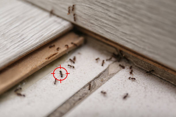 Best Cockroach Control Services  in Richfield Springs, NY